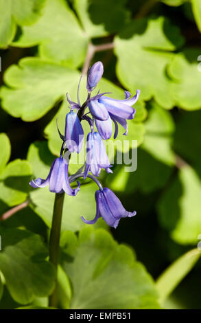 Bluebells - native English.  West End Common, Esher, Surrey, England. Stock Photo