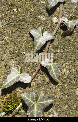 Common ivy (Hedera helix) growing on a tree, Switzerland Stock Photo