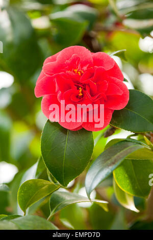 Japanese Camellia (Camellia japonica), flower and leaves, Germany Stock Photo