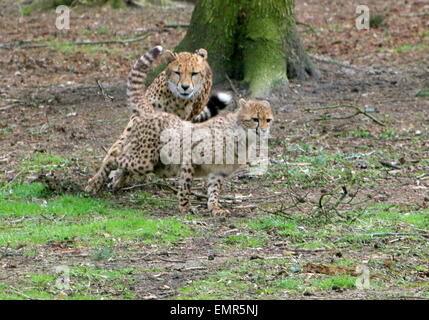 Cheetah cub  (Acinonyx jubatus) being chased by his mother Stock Photo