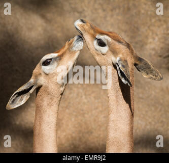 Affectionate southern gerenuks Stock Photo