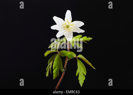 Anemone nemorosa flower showing leaves and stem against a black background, Stock Photo