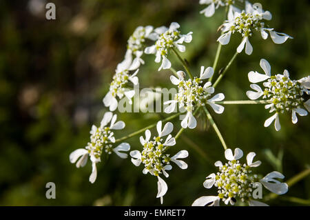 Closeup of an Orlaya Grandiflora from the Apiaceae family Stock Photo