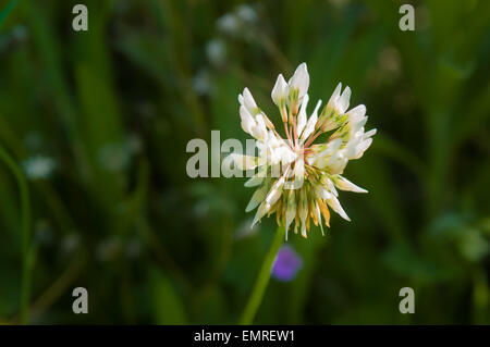 A nice white clover flower on a green grass background Stock Photo