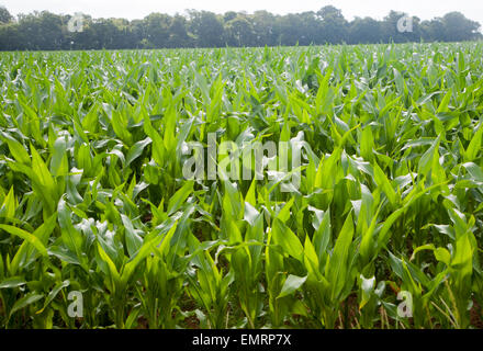 Sweet corn or maize crop growing in a field, Shottisham, Suffolk, England Stock Photo