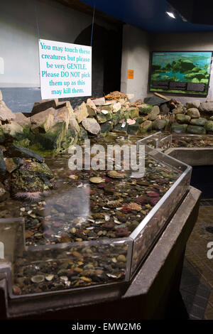 UK, Cumbria, Maryport, Coast Aquarium seashore child-friendly exhibit Stock Photo