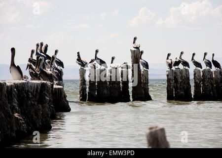 Pelicans sit on the remnants of a pier at Salton Sea, California. Stock Photo