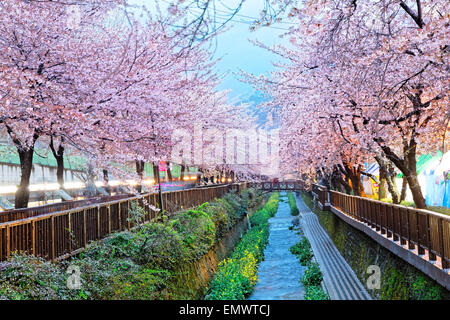 cherry blossoms at night, busan city in south korea Stock Photo