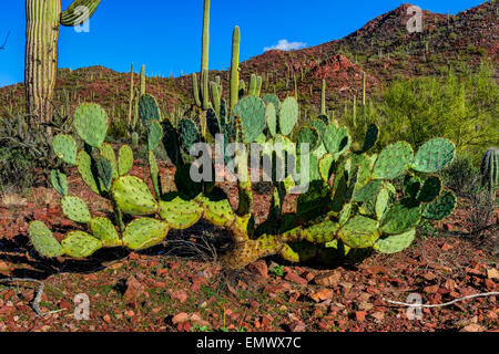 engelman's prickly pear cactus, saguaro national park, az Stock Photo