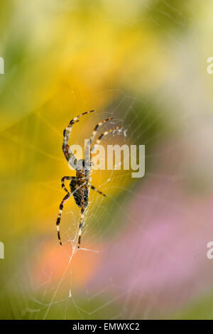 Closeup of cross spider (Araneus diadematus) on its cobweb Stock Photo