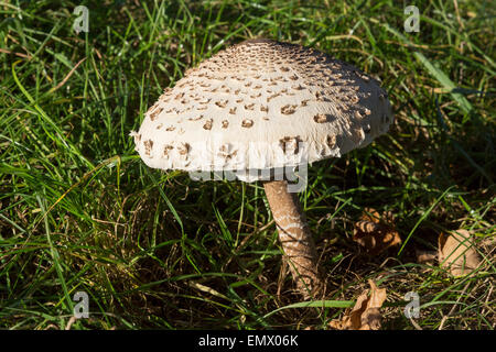 A Parasol mushroom Macrolepiota Procera in the UK Stock Photo