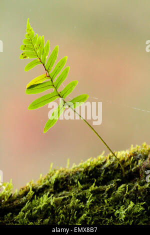 Creative nature photography Stock Photo