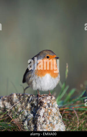 Robin; Erithacus rubecula Single on Rock Cornwall; UK Stock Photo