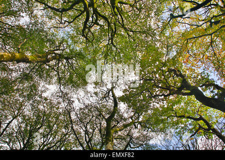 Tree Canopy; Looking Upwards Lanhydrock; Cornwall; UK Stock Photo