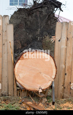 Wooden fence broken by tree that was blown down in a wind storm, Joseph, Oregon. Stock Photo