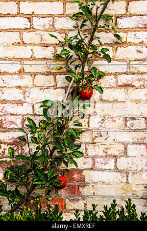 Espalier fruit on an old brick wall; Spalierobst an einer alten Mauer Stock Photo