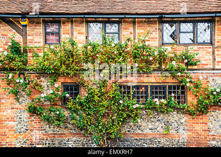 Climbing roses on a brick wall;  Kletterrosen an einer alten Mauer Stock Photo