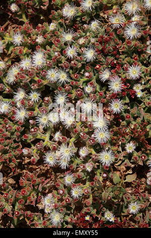 Ice Plant, Mesembryanthemum crystallinum, Aizoaceae. Fuerteventura. A common plant in the Canary Islands. Stock Photo