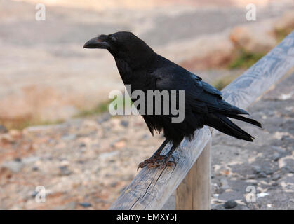 Canary Islands Raven, Corvus corax jordansi (syn. C. c. tingitanus), Corvidae. Stock Photo