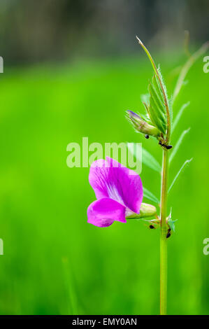 Black worker ants  walking on flower stem Stock Photo