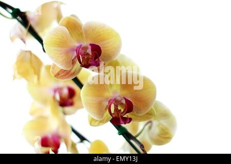 Blooming Orchids on White Background Stock Photo