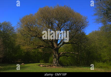 Grimston's Oak, Epping Forest, 'monarch of the Forest' Stock Photo