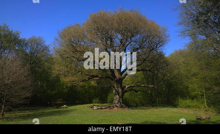 Grimston's Oak, Epping Forest, 'monarch of the Forest' Stock Photo