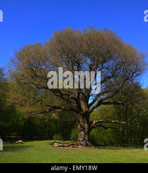 Grimston's Oak, Epping Forest, 'monarch of the Forest' Stock Photo