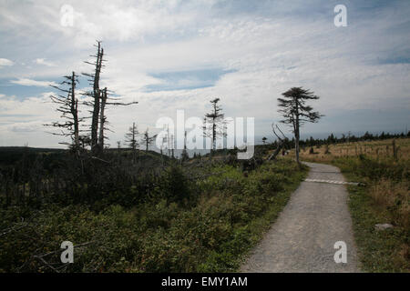 The Skyline Trail in the Cape Breton Highlands, Nova Scotia. Stock Photo