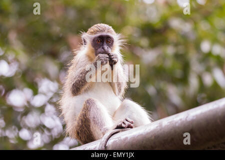 Green monkey eating  in Barbados Stock Photo