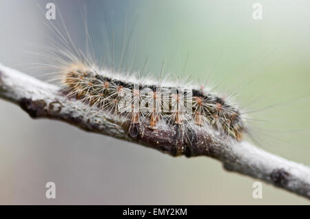 https://l450v.alamy.com/450v/emy2km/white-cedar-moth-caterpillar-leptocneria-reducta-emy2km.jpg