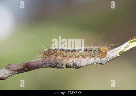 White cedar moth hi-res stock photography and images - Alamy