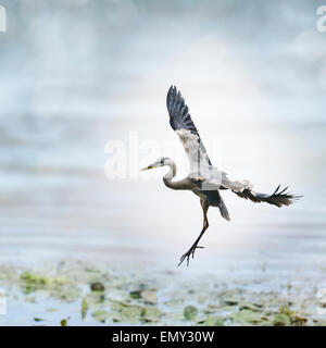 Great Blue Heron In Flight Stock Photo