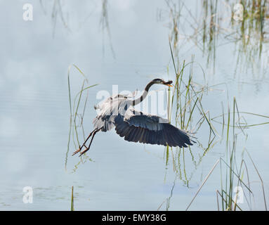 Great Blue Heron Fishing In Florida Wetlands Stock Photo