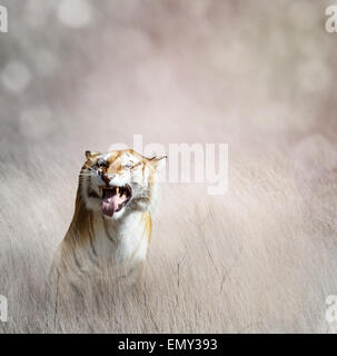 Tiger  In The Tall Grass Stock Photo