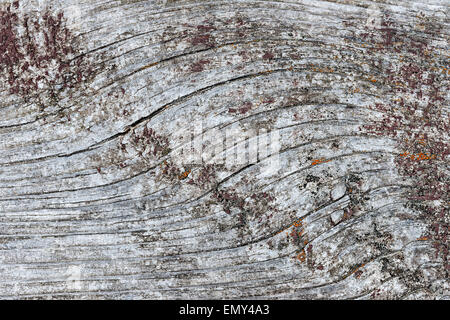 Gray wooden background of weathered distressed unpainted rustic wood showing woodgrain texture and lichens Stock Photo