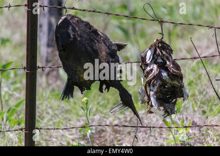 Decaying catfish heads hanging from barbed wire Stock Photo