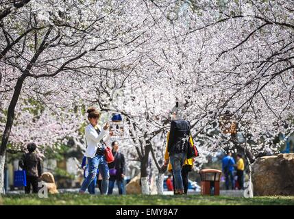 Changchun, China's Jilin Province. 24th Apr, 2015. People enjoy the scenery as the weather gets warmer at a park in Changchun, capital of northeast China's Jilin Province, April 24, 2015. © Xu Chang/Xinhua/Alamy Live News Stock Photo