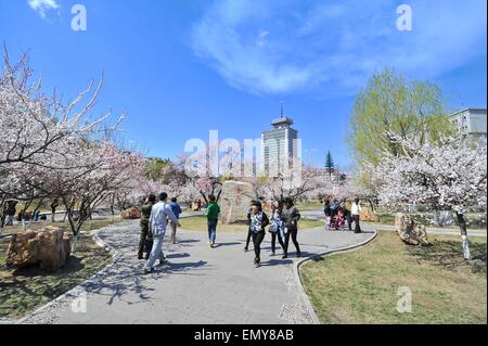 Changchun, China's Jilin Province. 24th Apr, 2015. People enjoy the scenery as the weather gets warmer at a park in Changchun, capital of northeast China's Jilin Province, April 24, 2015. © Xu Chang/Xinhua/Alamy Live News Stock Photo