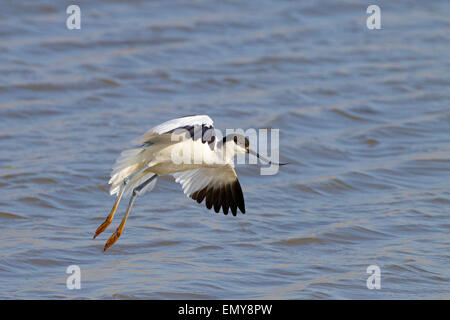 Pied avocet Recurvirostra avocetta Feeding at Cley Norfolk UK Stock Photo