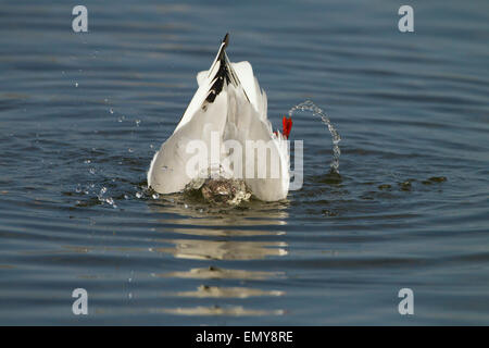 Black Headed Gull Larus ridibundus bathing in coastal creek Spring Stock Photo