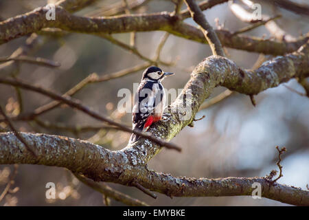 Great spotted woodpecker amongst forest tree branches in the morning Stock Photo