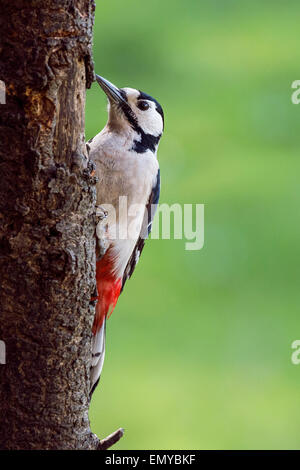 Great spotted woodpecker close-up portrait in a Spring garden Stock Photo