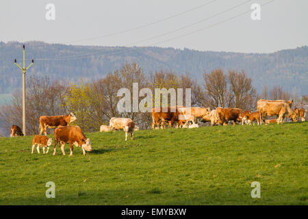 Brown and white dairy cows, calwes and bulls in pasture Stock Photo