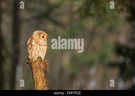 Tawny Owl (Strix aluco) perching on a wooden post
