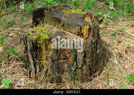 Stump located in the pine wood and it is covered with a moss and pine needles. Stock Photo