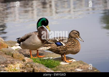 UK, England, Lancashire, Lancaster, male and female mallard ducks beside canal Stock Photo