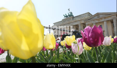 Berlin, Germany. 24th Apr, 2015. Tulips bloom in front of Brandenburg Gate in Berlin, Germany, 24 April 2015. Photo: Stephanie Pilick/dpa/Alamy Live News Stock Photo
