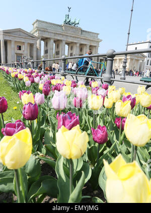 Berlin, Germany. 24th Apr, 2015. Tulips bloom in front of Brandenburg Gate in Berlin, Germany, 24 April 2015. Photo: Stephanie Pilick/dpa/Alamy Live News Stock Photo