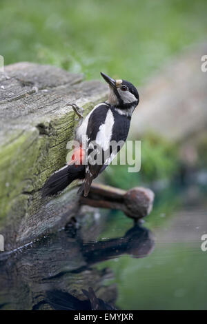 Female Great Spotted Woodpecker, Dendrocopos major, East Yorkshire, UK Stock Photo